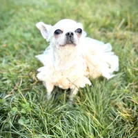 MASHA, a female Chihuahua for sale in Sacramento, CA – Photo 9 of 10