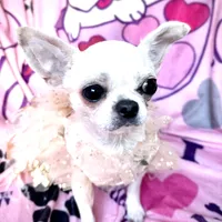 MASHA, a female Chihuahua for sale in Sacramento, CA – Photo 10 of 10