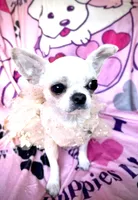 MASHA, a female Chihuahua for sale in Sacramento, CA – Photo 10 of 10