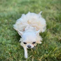 MASHA, a female Chihuahua for sale in Sacramento, CA – Photo 8 of 10