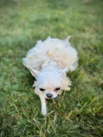 MASHA, a female Chihuahua for sale in Sacramento, CA – Photo 8 of 10