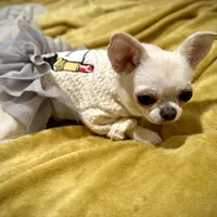 MASHA, a female Chihuahua for sale in Sacramento, CA – Photo 6 of 10