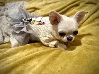 MASHA, a female Chihuahua for sale in Sacramento, CA – Photo 6 of 10