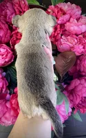TIGER, a male Chihuahua for sale in Sacramento, CA – 3 of 9