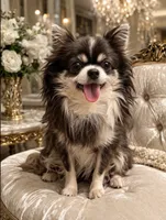 Longhair Boy GINO, a male Chihuahua for sale in Sacramento, CA – 3 of 3