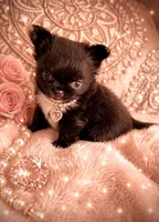 Micro Teacup CARTIER, a male Chihuahua for sale in Sacramento, CA – 4 of 10