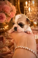 ARMANI, a male Chihuahua for sale in Sacramento, CA – 6 of 7