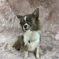 Tulip, a male Chihuahua for sale in Sacramento, CA – Photo 5 of 9