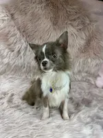 Tulip, a male Chihuahua for sale in Sacramento, CA – Photo 5 of 9