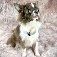 Tulip, a male Chihuahua for sale in Sacramento, CA – Photo 2 of 9