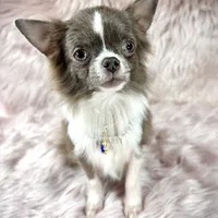 Tulip, a male Chihuahua for sale in Sacramento, CA – Photo 3 of 9