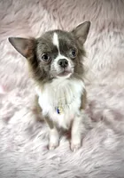 Tulip, a male Chihuahua for sale in Sacramento, CA – Photo 3 of 9