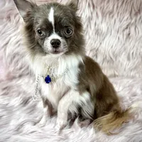 Tulip, a male Chihuahua for sale in Sacramento, CA – Photo 1 of 9