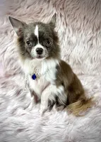 Tulip, a male Chihuahua for sale in Sacramento, CA – Photo 1 of 9