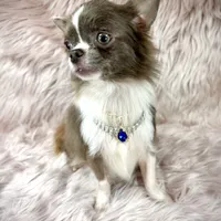 Tulip, a male Chihuahua for sale in Sacramento, CA – Photo 6 of 9