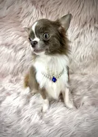 Tulip, a male Chihuahua for sale in Sacramento, CA – Photo 6 of 9