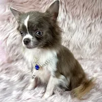 Tulip, a male Chihuahua for sale in Sacramento, CA – Photo 4 of 9