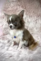 Tulip, a male Chihuahua for sale in Sacramento, CA – Photo 4 of 9
