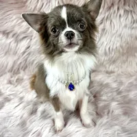 Tulip, a male Chihuahua for sale in Sacramento, CA – Photo 7 of 9