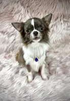 Tulip, a male Chihuahua for sale in Sacramento, CA – Photo 7 of 9