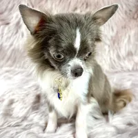 Tulip, a male Chihuahua for sale in Sacramento, CA – Photo 9 of 9