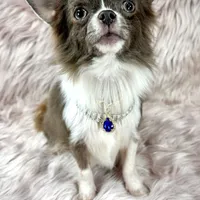 Tulip, a male Chihuahua for sale in Sacramento, CA – Photo 8 of 9