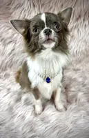 Tulip, a male Chihuahua for sale in Sacramento, CA – Photo 8 of 9