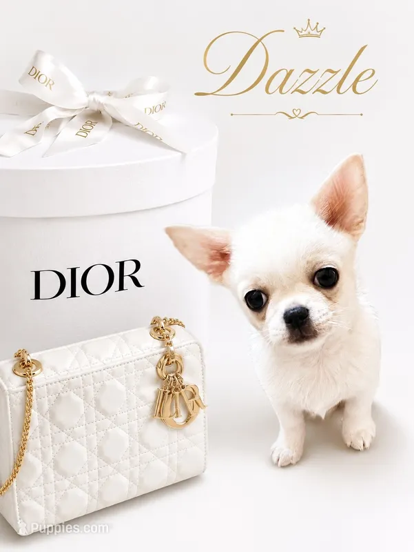 DAZZLE – Chihuahua puppy for sale in Sacramento, CA