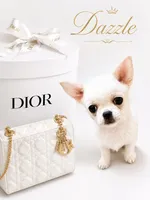 DAZZLE, a male Chihuahua for sale in Sacramento, CA – 1 of 2