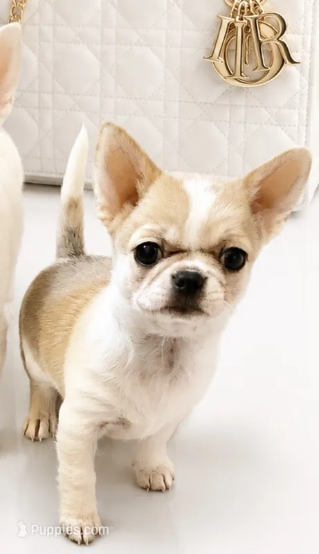 ARMANI – Chihuahua puppy for sale in Sacramento, CA