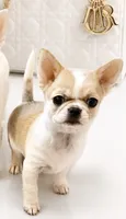 ARMANI, a male Chihuahua for sale in Sacramento, CA – 7 of 7