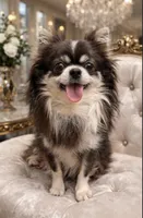 Longhair Boy GINO, a male Chihuahua for sale in Sacramento, CA – 1 of 3