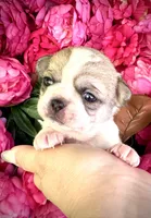 ARMANI, a male Chihuahua for sale in Sacramento, CA – 5 of 7