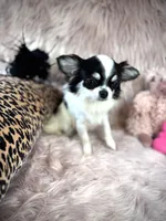 MARGO, a female Chihuahua for sale in Sacramento, CA – Photo 4 of 5