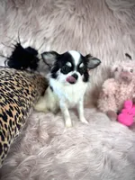 MARGO, a female Chihuahua for sale in Sacramento, CA – Photo 3 of 5