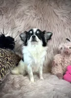 MARGO, a female Chihuahua for sale in Sacramento, CA – Photo 2 of 5