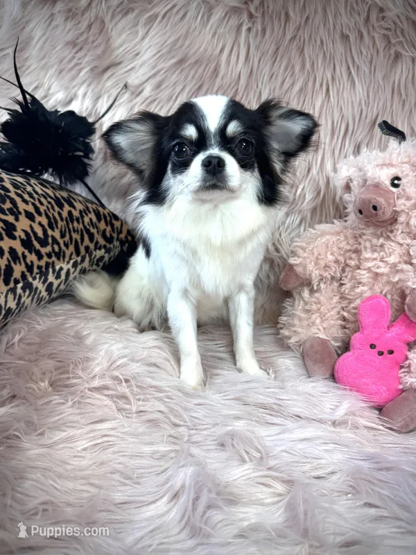 MARGO – Chihuahua puppy for sale in Sacramento, CA