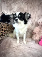 MARGO, a female Chihuahua for sale in Sacramento, CA – Photo 5 of 5