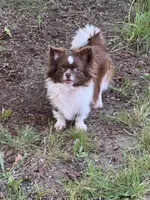 RICHIE, a male Chihuahua for sale in Sacramento, CA – 10 of 10