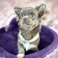 TALYA-Longhair Lilac, a female Chihuahua for sale in Sacramento, CA – Photo 6 of 10