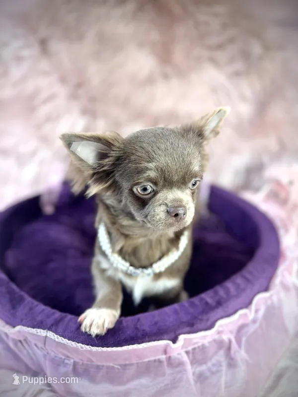 TALYA-Longhair Lilac