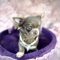 TALYA-Longhair Lilac, a female Chihuahua for sale in Sacramento, CA – Photo 1 of 10
