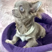 TALYA-Longhair Lilac, a female Chihuahua for sale in Sacramento, CA – Photo 10 of 10