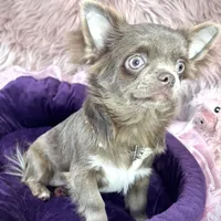 TALYA-Longhair Lilac, a female Chihuahua for sale in Sacramento, CA – Photo 8 of 10