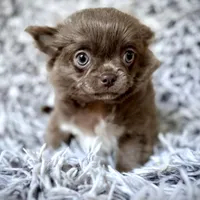 TALYA-Longhair Lilac, a female Chihuahua for sale in Sacramento, CA – Photo 3 of 10