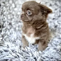 TALYA-Longhair Lilac, a female Chihuahua for sale in Sacramento, CA – Photo 4 of 10