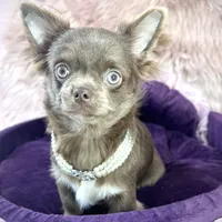 TALYA-Longhair Lilac, a female Chihuahua for sale in Sacramento, CA – Photo 5 of 10