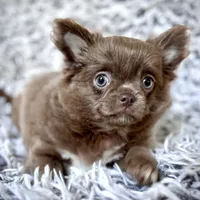 TALYA-Longhair Lilac, a female Chihuahua for sale in Sacramento, CA – Photo 2 of 10