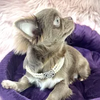 TALYA-Longhair Lilac, a female Chihuahua for sale in Sacramento, CA – Photo 9 of 10