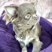 TALYA-Longhair Lilac, a female Chihuahua for sale in Sacramento, CA – Photo 7 of 10
